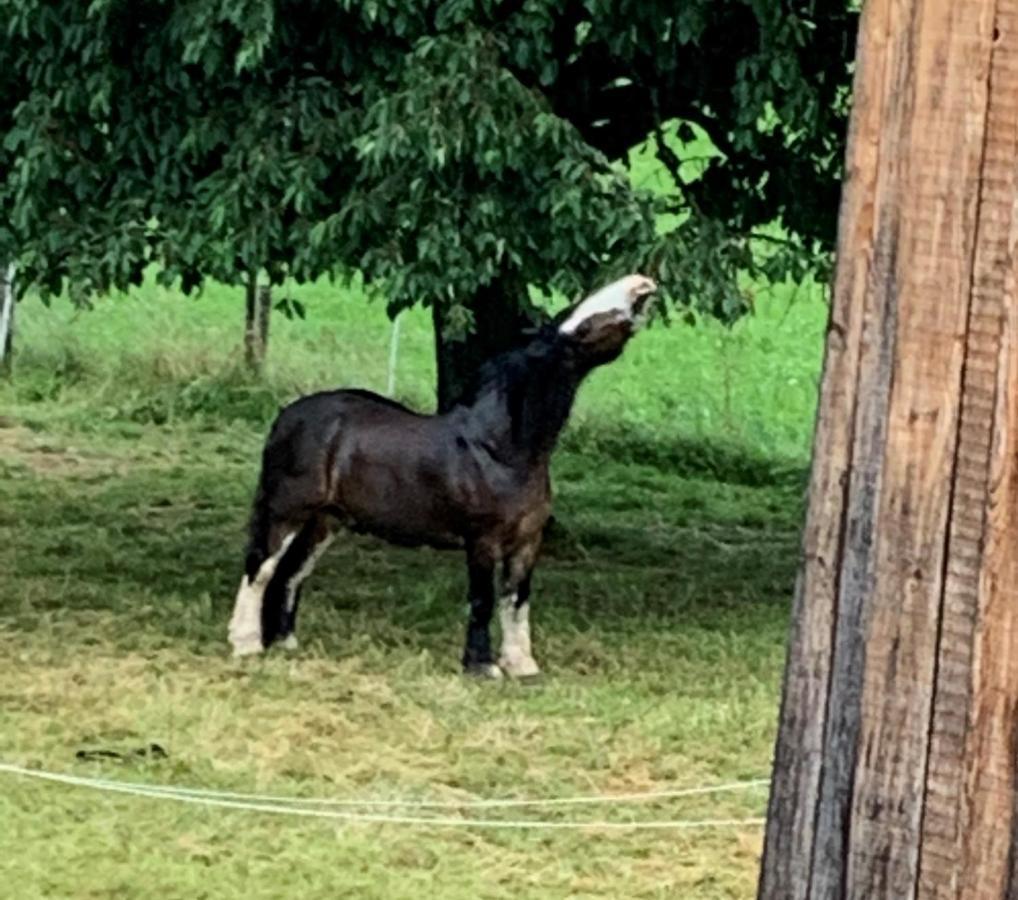 Au Pre Des Chevaux Bed & Breakfast Chateau-d'Oex Eksteriør bilde