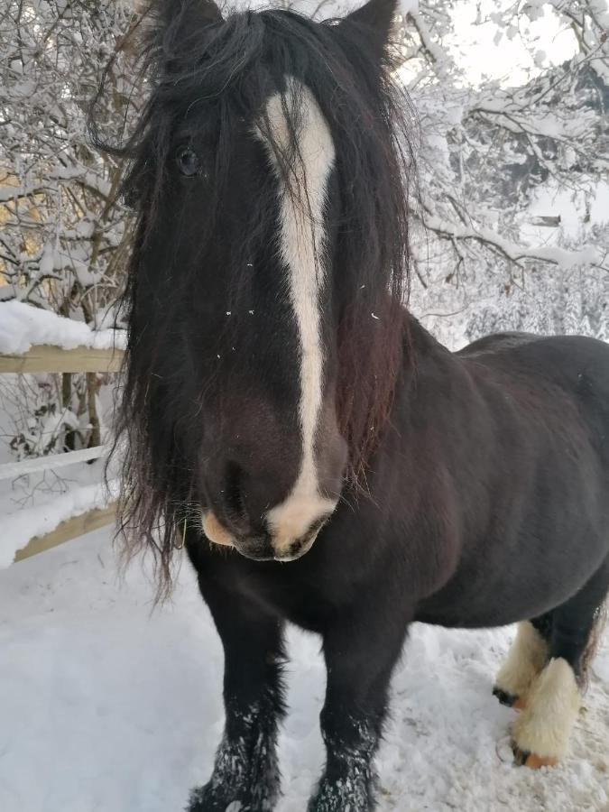 Au Pre Des Chevaux Bed & Breakfast Chateau-d'Oex Eksteriør bilde